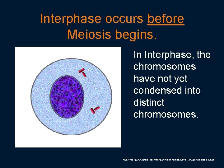 Interphase occurs before Meiosis begins. In Interphase, the chromosomes have not yet condensed into