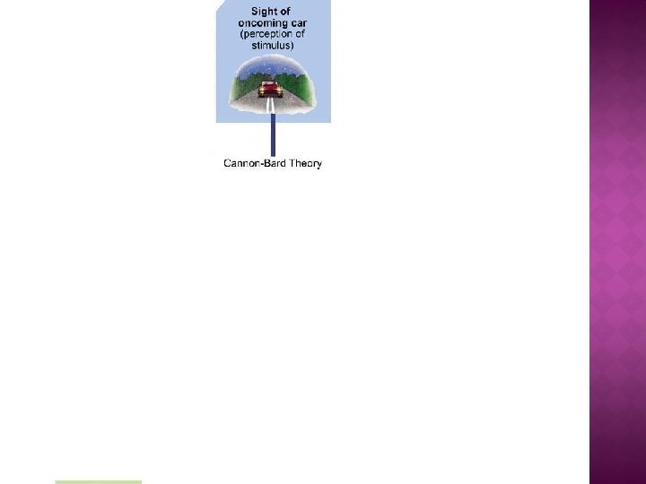Chapter 13 Emotion Phineas gage crash course THEORIES