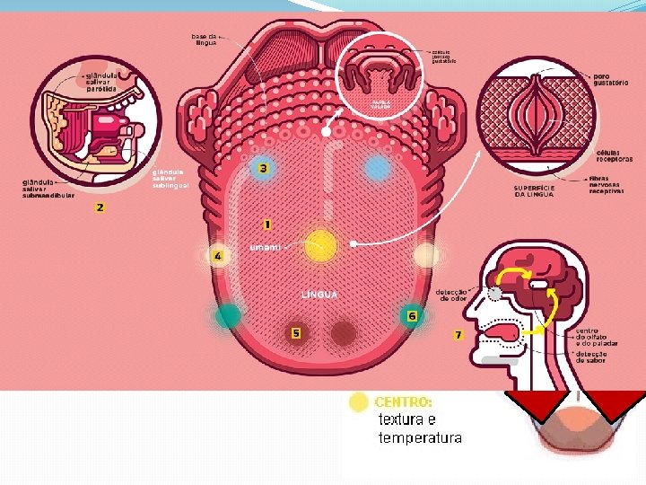 Por muito tempo acreditou-se que existiam papilas linguais diferentes para cada sabor primário, porém,