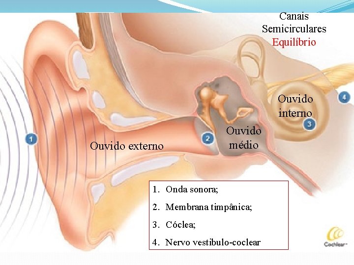 Canais Semicirculares Equilíbrio Ouvido interno Ouvido externo Ouvido médio 1. Onda sonora; 2. Membrana