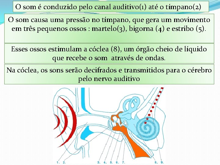 O som é conduzido pelo canal auditivo(1) até o tímpano(2) O som causa uma
