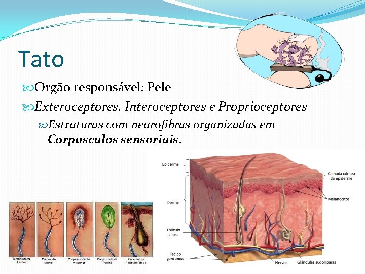 Tato Orgão responsável: Pele Exteroceptores, Interoceptores e Proprioceptores Estruturas com neurofibras organizadas em Corpusculos