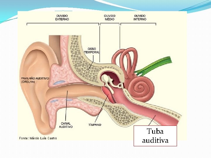 Tuba auditiva 