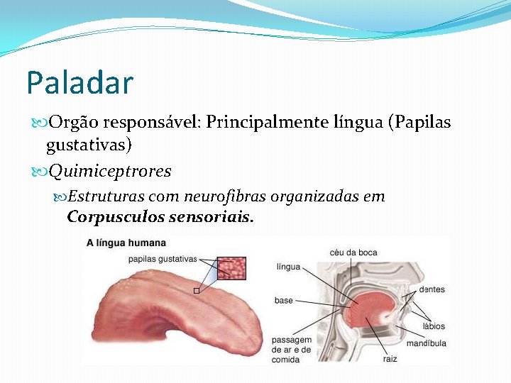 Paladar Orgão responsável: Principalmente língua (Papilas gustativas) Quimiceptrores Estruturas com neurofibras organizadas em Corpusculos