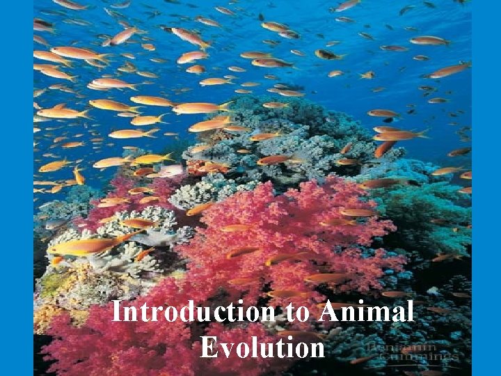 Introduction to Animal Evolution Introduction to Animal Evolution