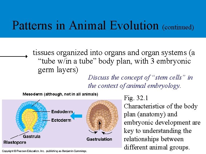 Patterns in Animal Evolution (continued) tissues organized into organs and organ systems (a “tube Patterns in Animal Evolution (continued) tissues organized into organs and organ systems (a “tube