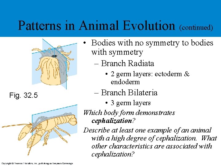 Patterns in Animal Evolution (continued) • Bodies with no symmetry to bodies with symmetry Patterns in Animal Evolution (continued) • Bodies with no symmetry to bodies with symmetry