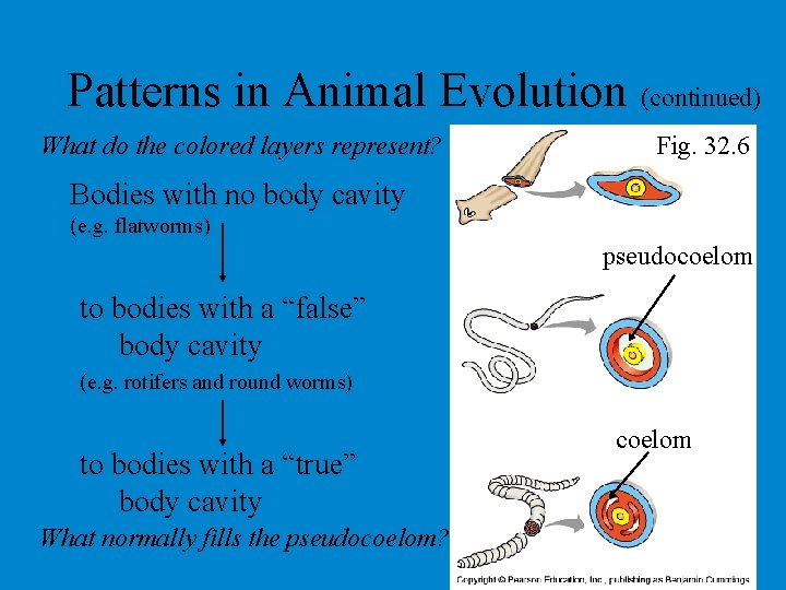 Patterns in Animal Evolution (continued) What do the colored layers represent? Fig. 32. 6 Patterns in Animal Evolution (continued) What do the colored layers represent? Fig. 32. 6