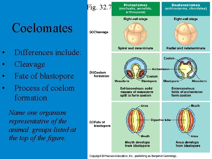 Fig. 32. 7 Coelomates • • Differences include: Cleavage Fate of blastopore Process of Fig. 32. 7 Coelomates • • Differences include: Cleavage Fate of blastopore Process of