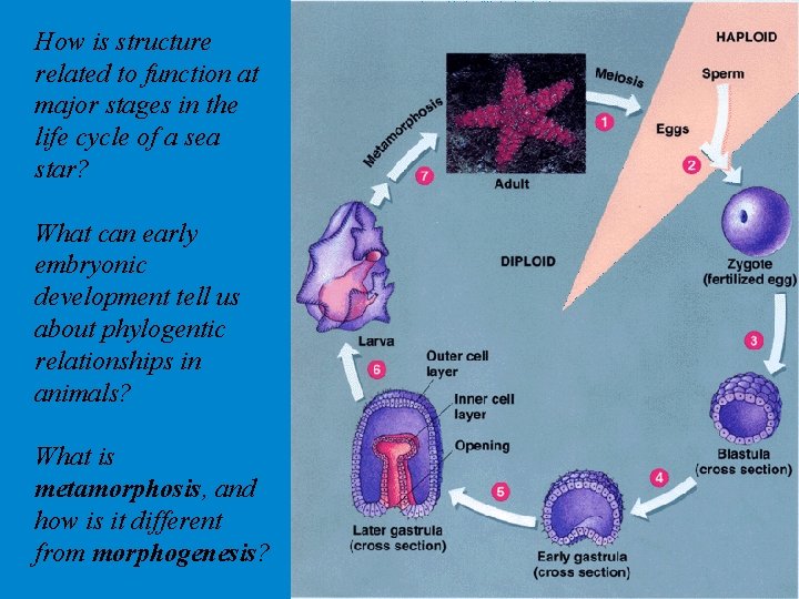 How is structure related to function at major stages in the life cycle of How is structure related to function at major stages in the life cycle of