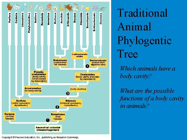 Traditional Animal Phylogentic Tree Which animals have a body cavity? What are the possible Traditional Animal Phylogentic Tree Which animals have a body cavity? What are the possible
