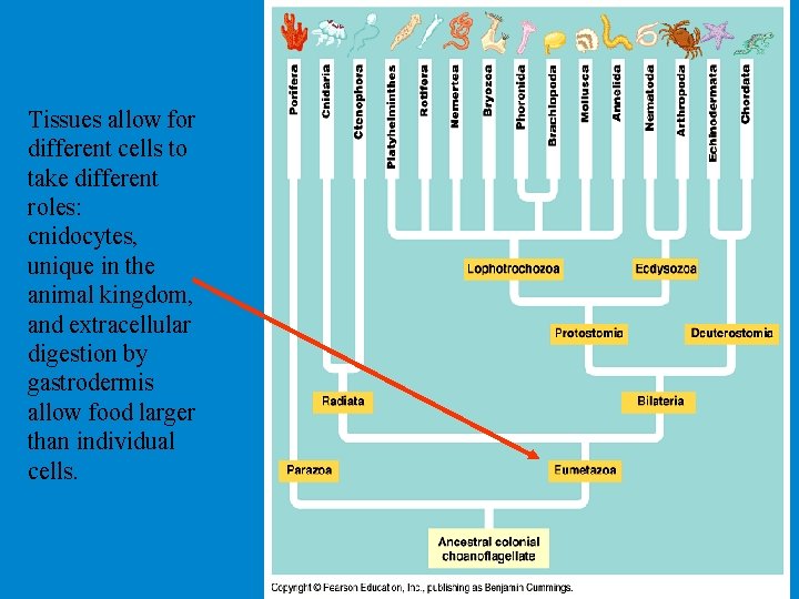 X Tissues allow for different cells to take different roles: cnidocytes, unique in the X Tissues allow for different cells to take different roles: cnidocytes, unique in the