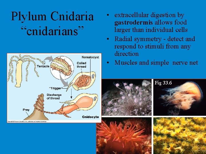 Plylum Cnidaria “cnidarians” • extracellular digestion by gastrodermis allows food larger than individual cells Plylum Cnidaria “cnidarians” • extracellular digestion by gastrodermis allows food larger than individual cells