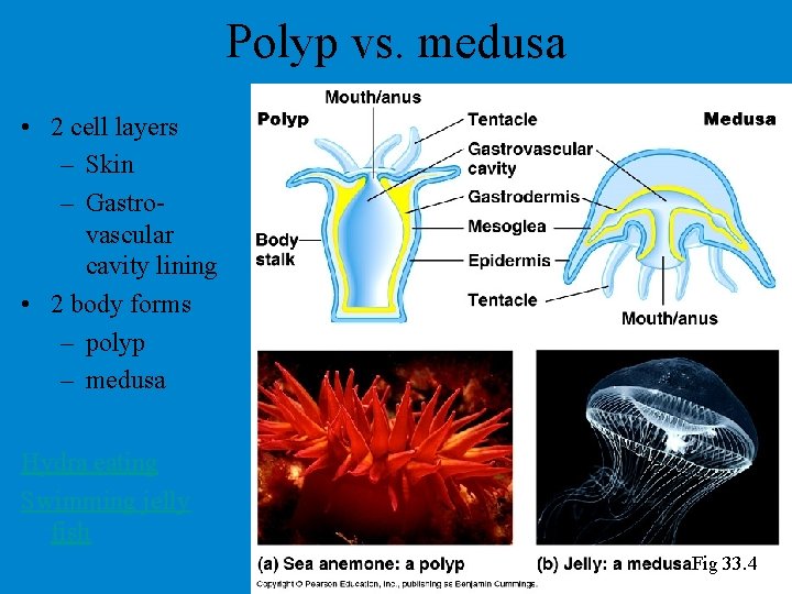 Polyp vs. medusa • 2 cell layers – Skin – Gastrovascular cavity lining • Polyp vs. medusa • 2 cell layers – Skin – Gastrovascular cavity lining •