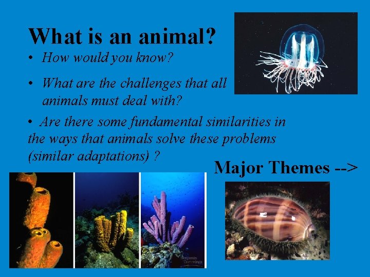 What is an animal? • How would you know? • What are the challenges What is an animal? • How would you know? • What are the challenges