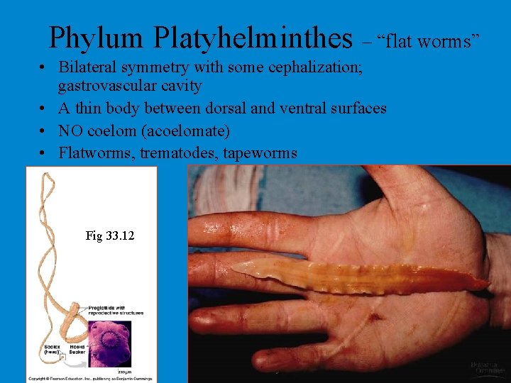 Phylum Platyhelminthes – “flat worms” • Bilateral symmetry with some cephalization; gastrovascular cavity • Phylum Platyhelminthes – “flat worms” • Bilateral symmetry with some cephalization; gastrovascular cavity •