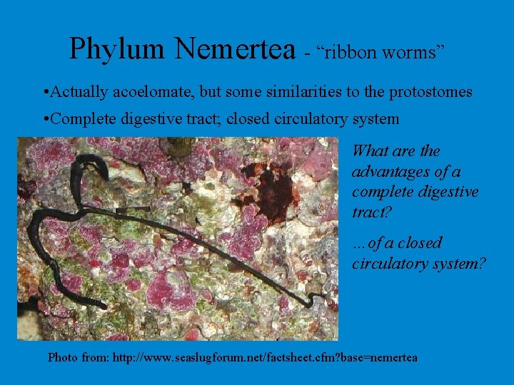 Phylum Nemertea - “ribbon worms” • Actually acoelomate, but some similarities to the protostomes Phylum Nemertea - “ribbon worms” • Actually acoelomate, but some similarities to the protostomes