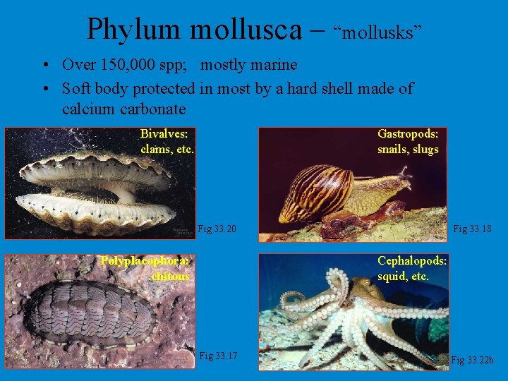 Phylum mollusca – “mollusks” • Over 150, 000 spp; mostly marine • Soft body Phylum mollusca – “mollusks” • Over 150, 000 spp; mostly marine • Soft body