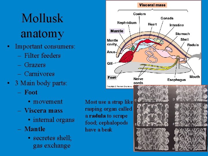 Mollusk anatomy • Important consumers: – Filter feeders – Grazers – Carnivores • 3 Mollusk anatomy • Important consumers: – Filter feeders – Grazers – Carnivores • 3