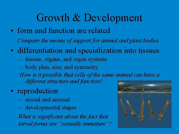 Growth & Development • form and function are related Compare the means of support Growth & Development • form and function are related Compare the means of support