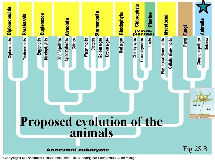 Introduction to Animal Evolution What is an animal