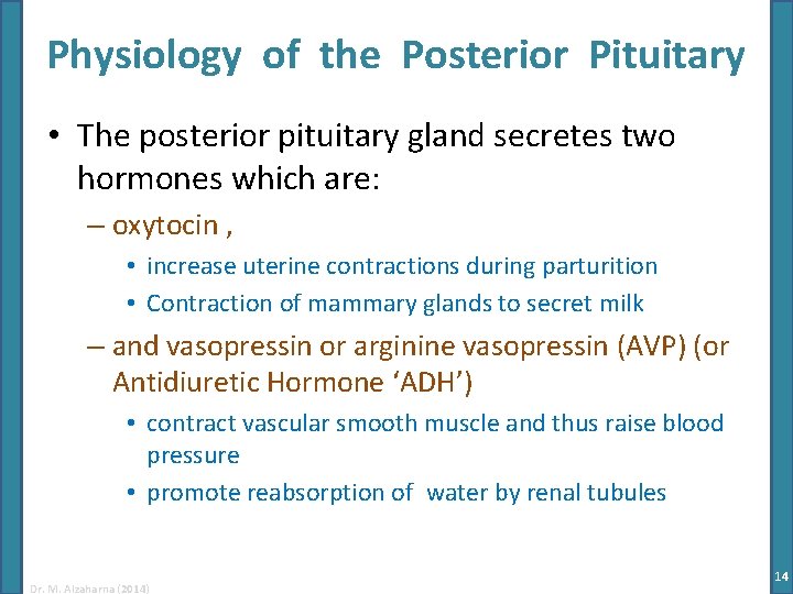 Physiology of the Posterior Pituitary • The posterior pituitary gland secretes two hormones which Physiology of the Posterior Pituitary • The posterior pituitary gland secretes two hormones which