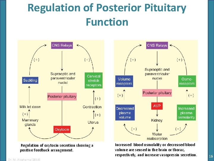 Regulation of Posterior Pituitary Function Regulation of oxytocin secretion showing a positive feedback arrangement. Regulation of Posterior Pituitary Function Regulation of oxytocin secretion showing a positive feedback arrangement.