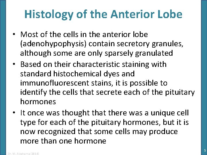 Histology of the Anterior Lobe • Most of the cells in the anterior lobe Histology of the Anterior Lobe • Most of the cells in the anterior lobe