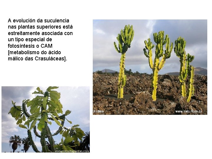 A evolución da suculencia nas plantas superiores está estreitamente asociada con un tipo especial