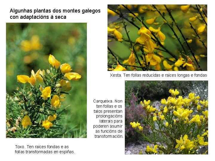 Algunhas plantas dos montes galegos con adaptacións á seca Xesta. Ten follas reducidas e