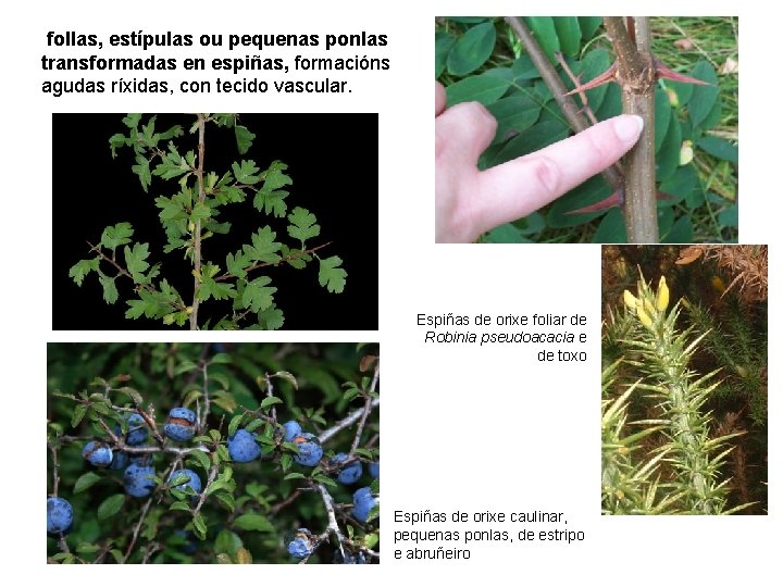 follas, estípulas ou pequenas ponlas transformadas en espiñas, formacións agudas ríxidas, con tecido vascular.