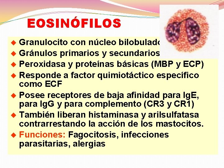 EOSINÓFILOS Granulocito con núcleo bilobulado u Gránulos primarios y secundarios u Peroxidasa y proteínas