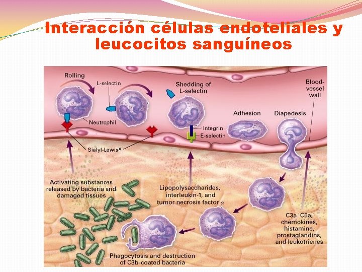 Interacción células endoteliales y leucocitos sanguíneos 