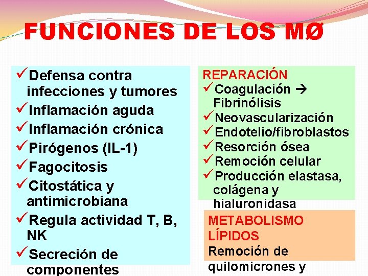 FUNCIONES DE LOS MØ üDefensa contra infecciones y tumores üInflamación aguda üInflamación crónica üPirógenos