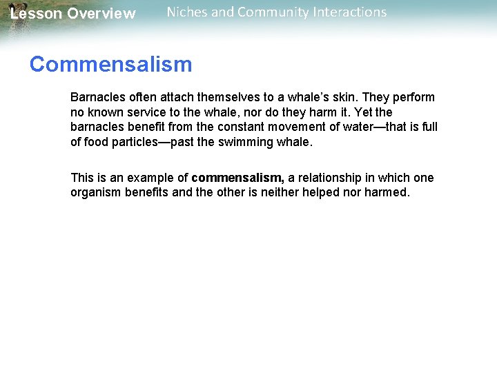 Lesson Overview Niches and Community Interactions Commensalism Barnacles often attach themselves to a whale’s
