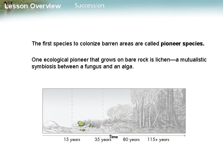 Lesson Overview Succession The first species to colonize barren areas are called pioneer species.