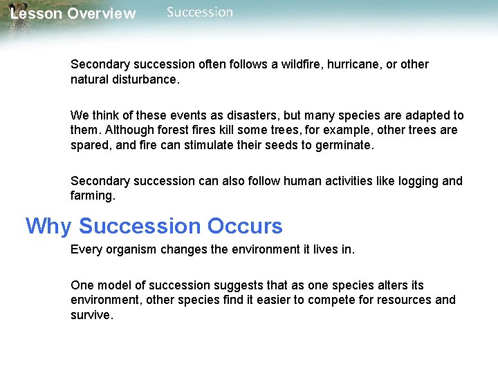 Lesson Overview Succession Secondary succession often follows a wildfire, hurricane, or other natural disturbance.
