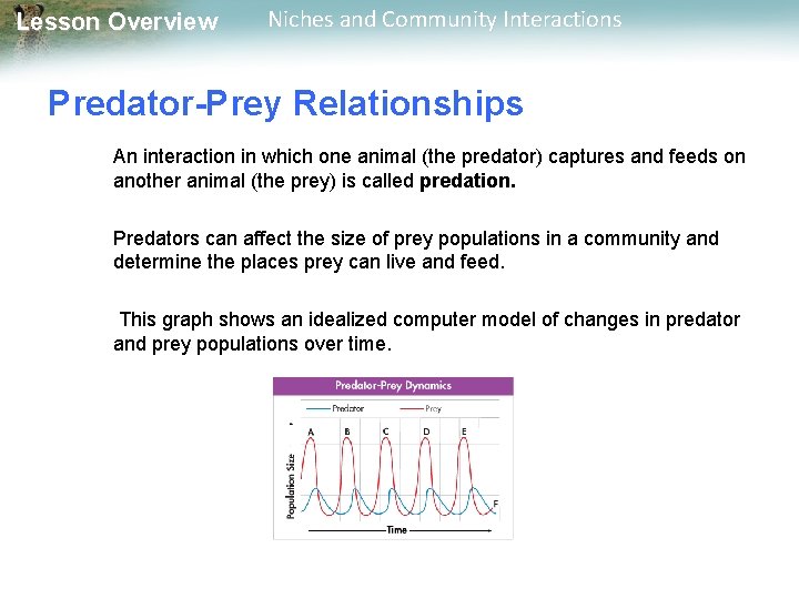 Lesson Overview Niches and Community Interactions Predator-Prey Relationships An interaction in which one animal