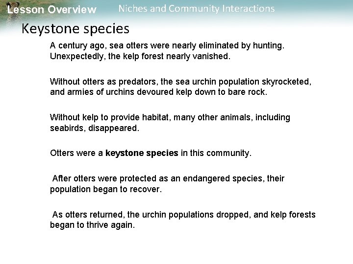 Lesson Overview Niches and Community Interactions Keystone species A century ago, sea otters were