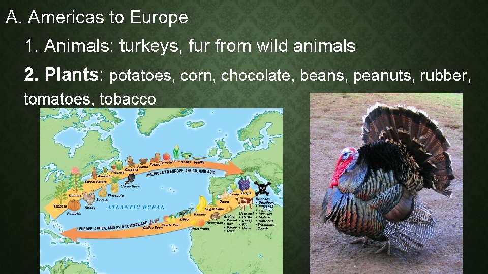 A. Americas to Europe 1. Animals: turkeys, fur from wild animals 2. Plants: potatoes,