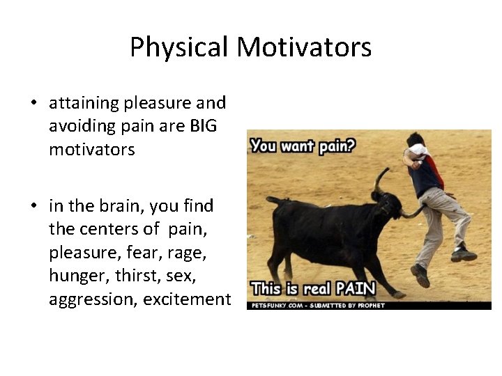 Physical Motivators • attaining pleasure and avoiding pain are BIG motivators • in the