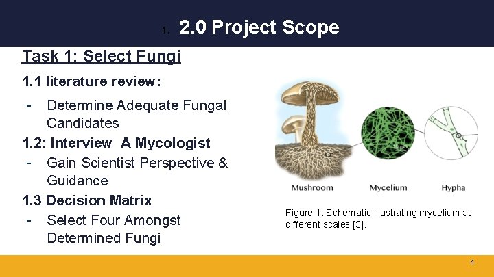 1. 2. 0 Project Scope Task 1: Select Fungi 1. 1 literature review: -