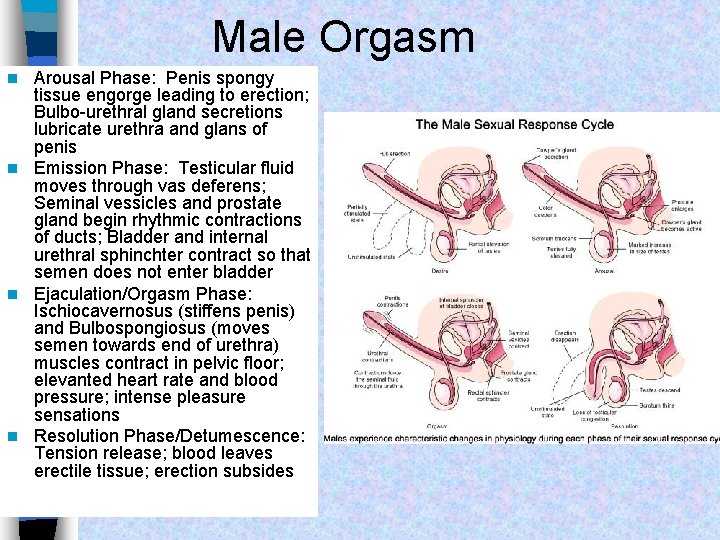 Male Orgasm Arousal Phase: Penis spongy tissue engorge leading to erection; Bulbo-urethral gland secretions