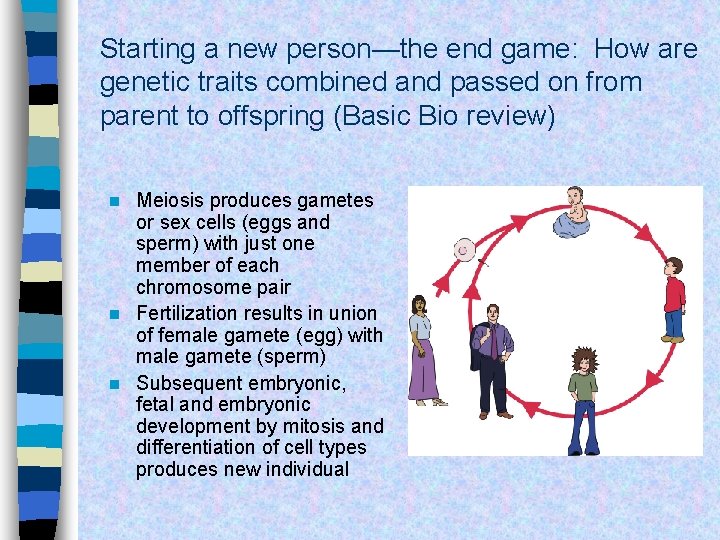 Starting a new person—the end game: How are genetic traits combined and passed on