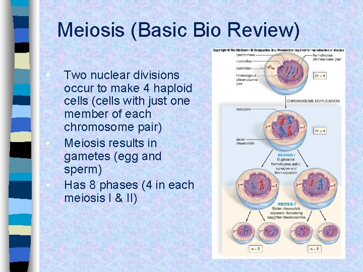 Meiosis (Basic Bio Review) • • • Two nuclear divisions occur to make 4