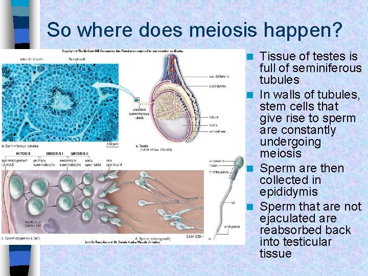 So where does meiosis happen? Tissue of testes is full of seminiferous tubules n