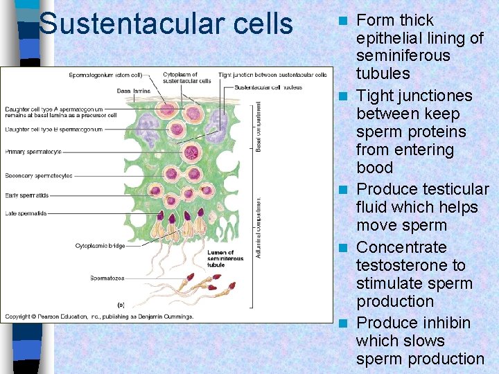 Sustentacular cells n n n Form thick epithelial lining of seminiferous tubules Tight junctiones