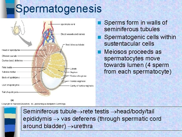 Spermatogenesis Sperms form in walls of seminiferous tubules n Spermatogenic cells within sustentacular cells