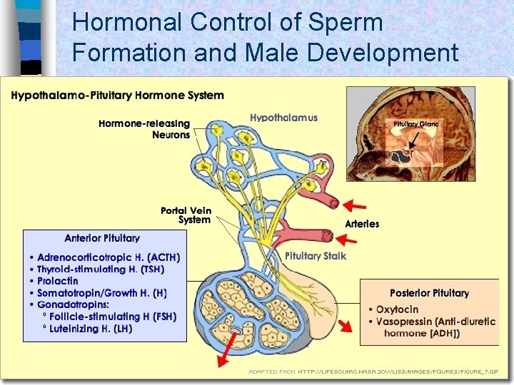 Hormonal Control of Sperm Formation and Male Development 