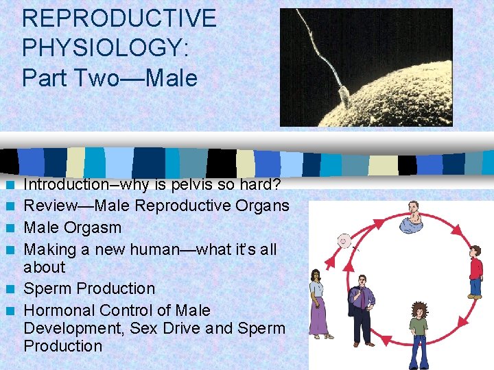 REPRODUCTIVE PHYSIOLOGY: Part Two—Male n n n Introduction--why is pelvis so hard? Review—Male Reproductive